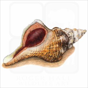 Florida Horse Conch illustration