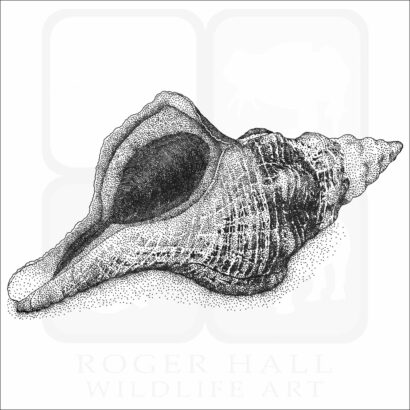 Florida Horse Conch