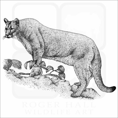 Florida Panther