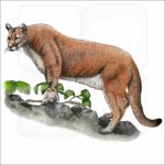 Florida Panther illustration