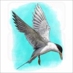 Forster's Tern illustration