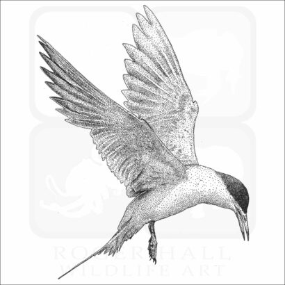 Forster's Tern