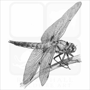 Four-Spot Skimmer Dragonfly