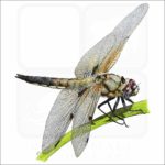 Four-Spot Skimmer Dragonfly illustration