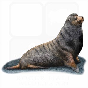 Galapagos Fur Seal illustration