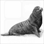 Galapagos Fur Seal