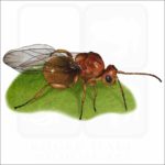 California Gall Wasp illustration