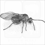 California Gall Wasp