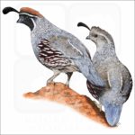 Gambel's Quail illustration