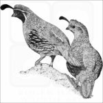 Gambel's Quail