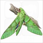 Gaudy Sphinx Moth illustration