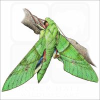 Gaudy Sphinx Moth illustration