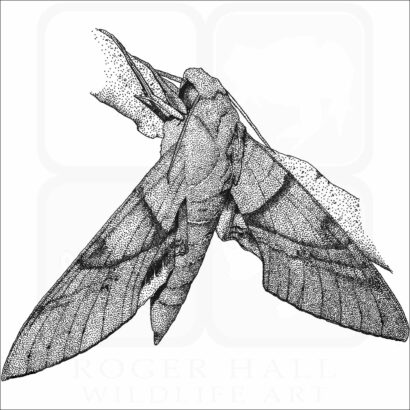 Gaudy Sphinx Moth