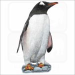 Gentoo Penguin illustration