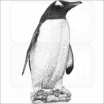 Gentoo Penguin