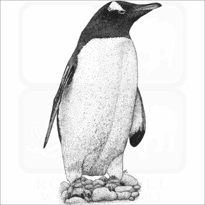 Gentoo Penguin