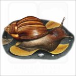 Giant African Snail illustration