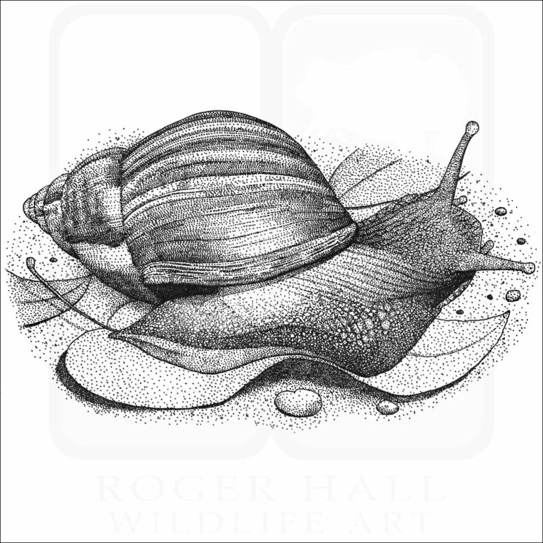 Giant African Snail - Signed Fine Art Print - inkart