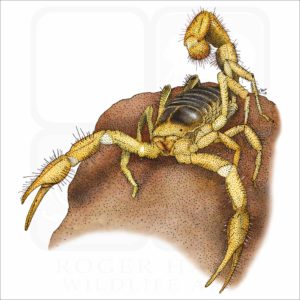 Giant Desert Hairy Scorpion illustration