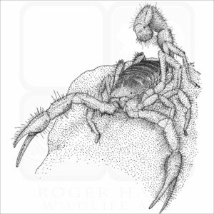 Giant Desert Hairy Scorpion