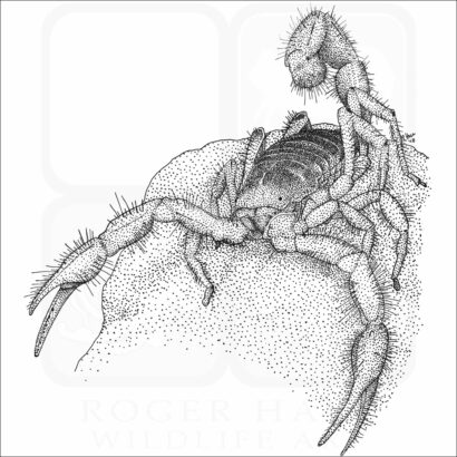 Giant Desert Hairy Scorpion