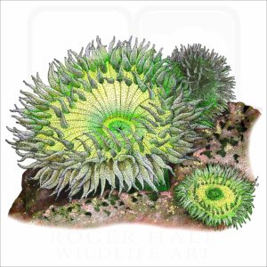 Giant Green Sea Anemone illustration