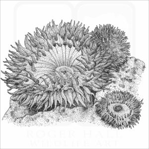 Giant Green Sea Anemone