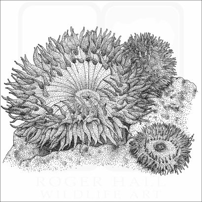 Giant Green Sea Anemone
