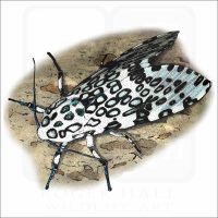 Giant Leopard Moth illustration
