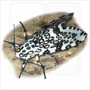 Giant Leopard Moth illustration