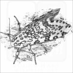 Giant Leopard Moth