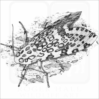 Giant Leopard Moth