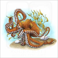 Giant Pacific Octopus illustration