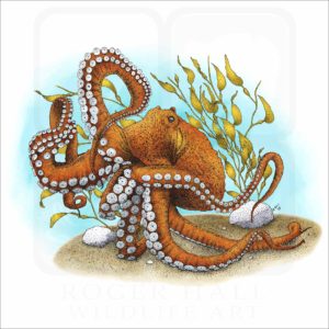 Giant Pacific Octopus illustration