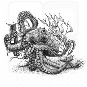 Giant Pacific Octopus