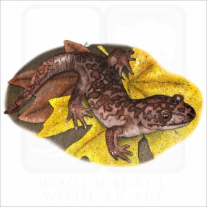 Coastal Giant Salamander illustration