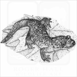 Coastal Giant Salamander