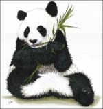 Giant Panda illustration