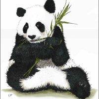 Giant Panda illustration