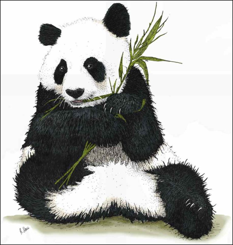 Giant Panda - Signed Fine Art Print – inkart