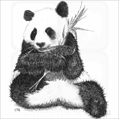 Giant Panda