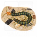 Giant Red-Headed Centipede illustration