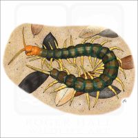 Giant Red-Headed Centipede illustration