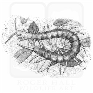 Giant Red-Headed Centipede