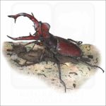 Giant Stag Beetle illustration