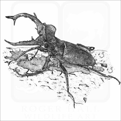 Giant Stag Beetle