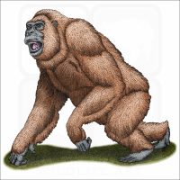 Gigantopithecus illustration