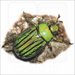 Glorious Beetle illustration
