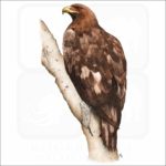 Golden Eagle illustration