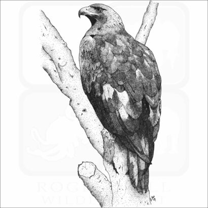 Golden Eagle